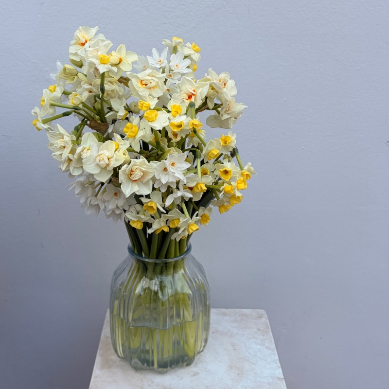 An Abundance of Daffodils