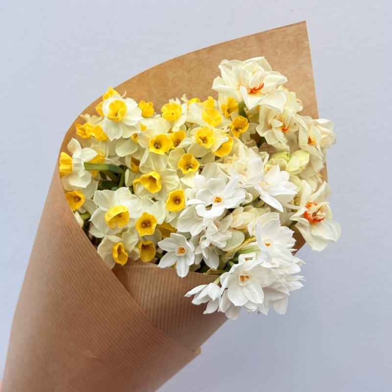 An Abundance of Daffodils