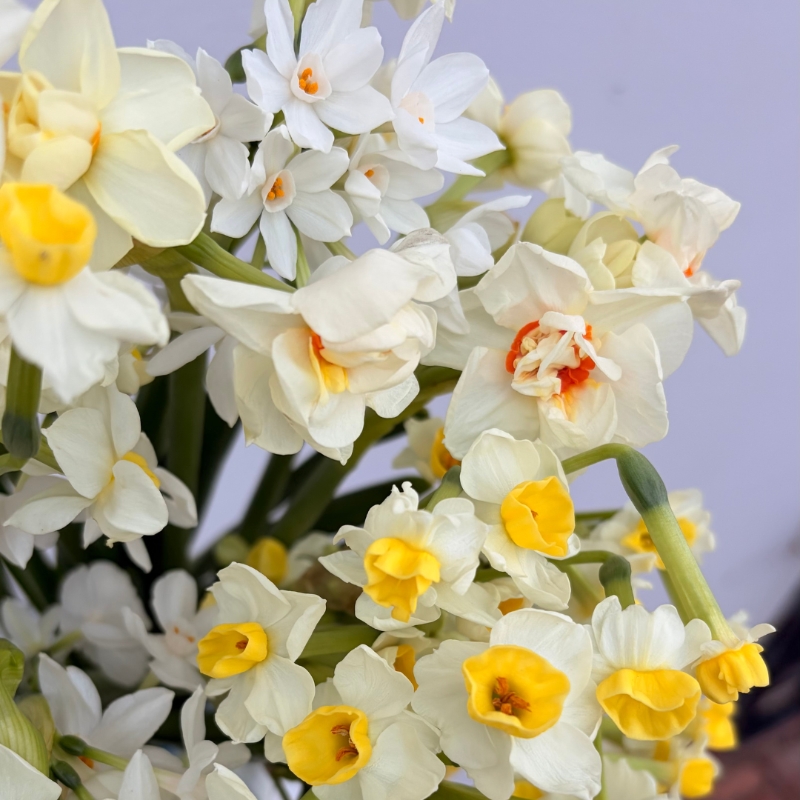 An Abundance of Daffodils