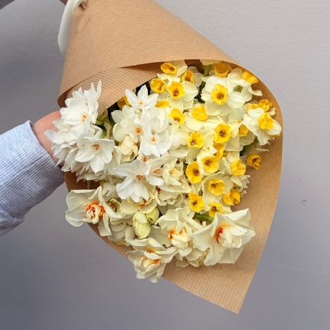 An Abundance of Daffodils